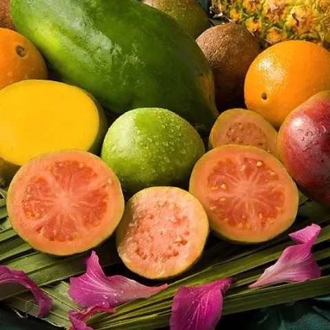 thumbnail for publication: Cost Estimates of Producing Pink Guava (Psidium guajava L.) in South Florida